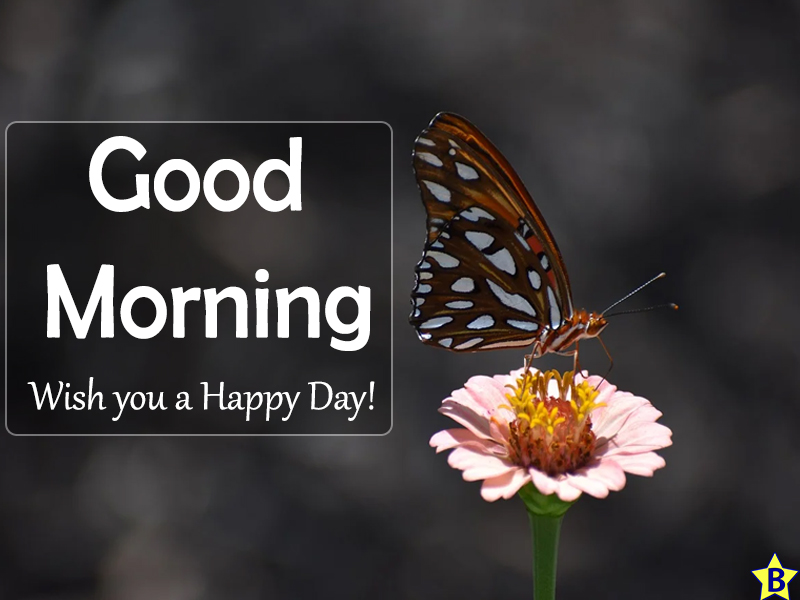 beautiful flowers good morning images download