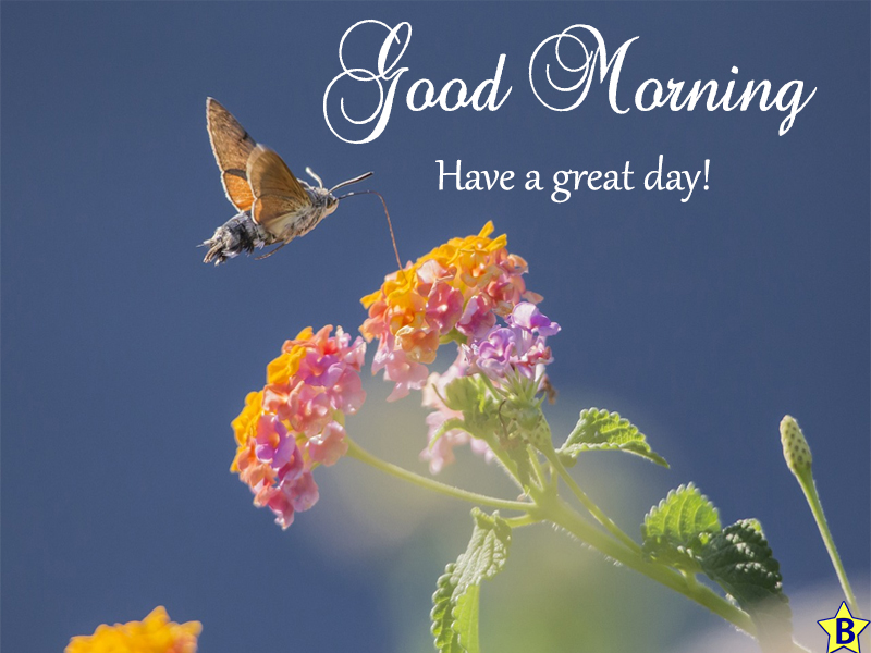 beautiful flowers good morning images for whatsapp