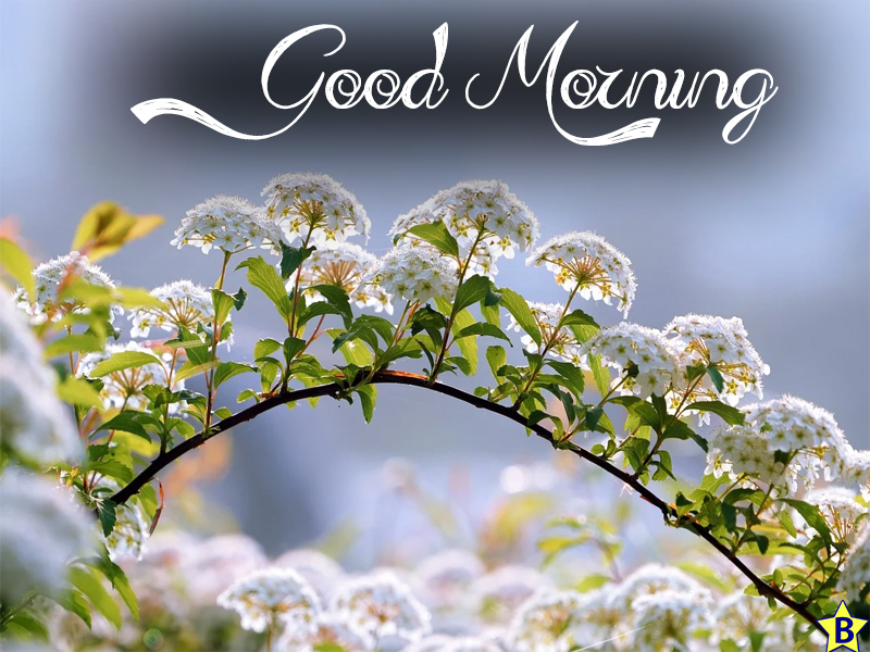 beauty good morning beautiful flowers images