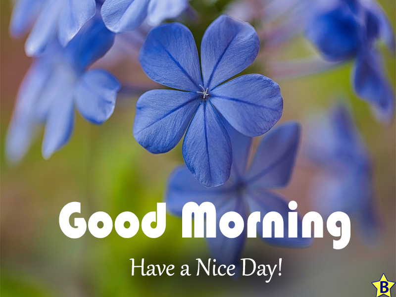 daisy beautiful flowers good morning images