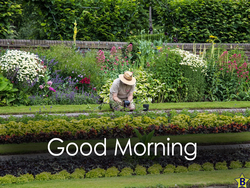 garden good morning beautiful flowers images