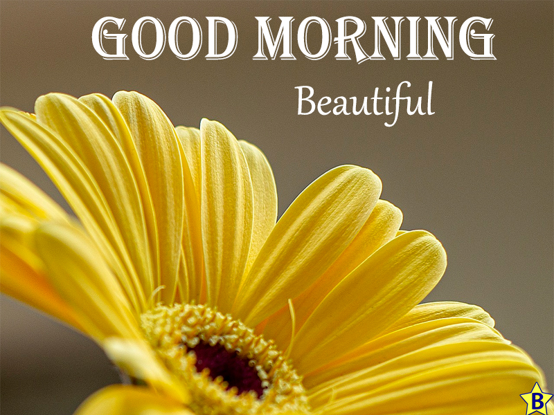 gerbera beautiful flowers good morning images