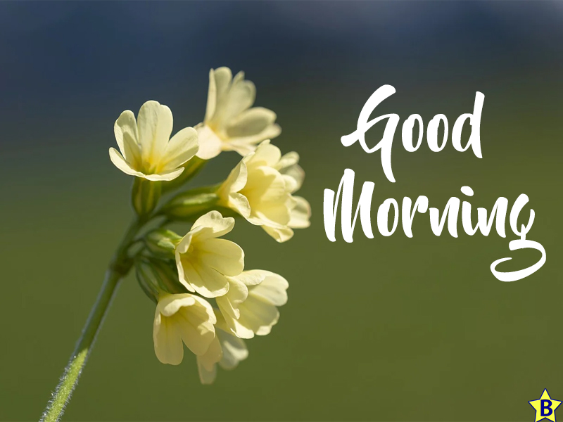 good morning beautiful flowers images pinterest