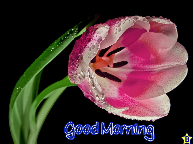 good morning beautiful pink flowers images