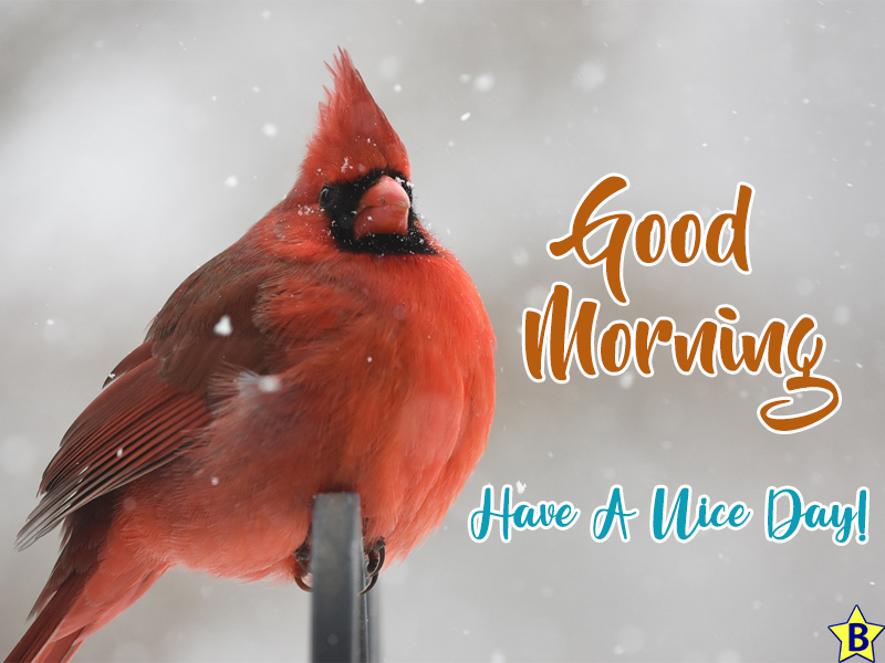 good morning winter nature free pic