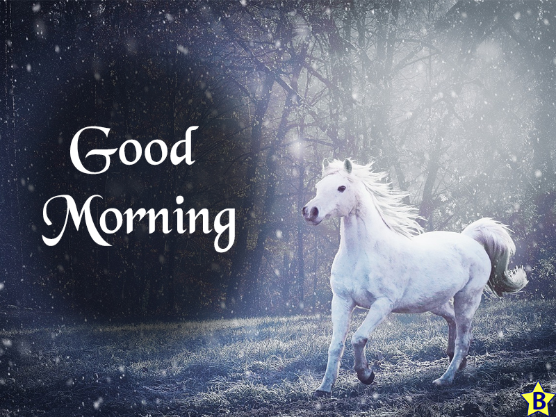 good morning winter nature horse images