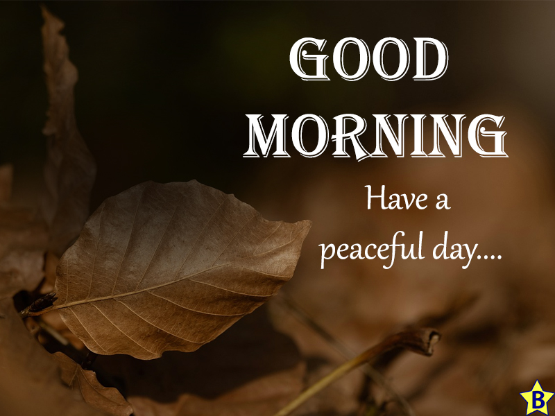 good morning winter nature images