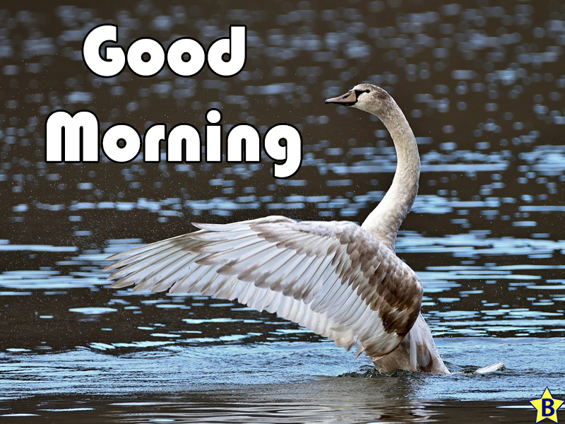 good morning winter nature photo