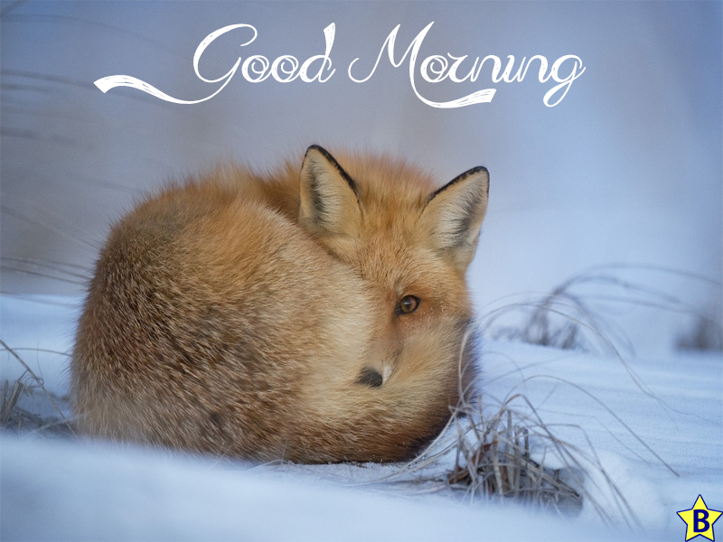 good morning winter nature pic