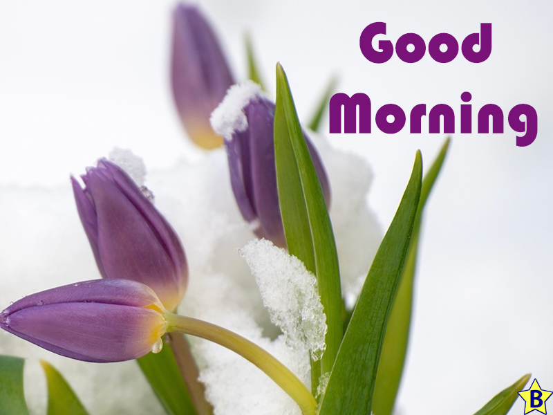 good morning winter nature rose images