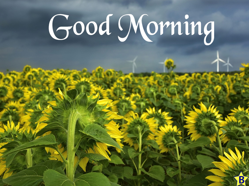 green beautiful beautiful flowers good morning images