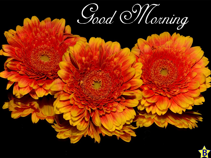 most beautiful flowers good morning images
