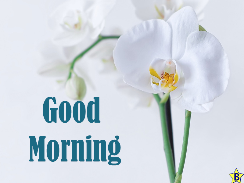 beautiful good morning orchide flowers images