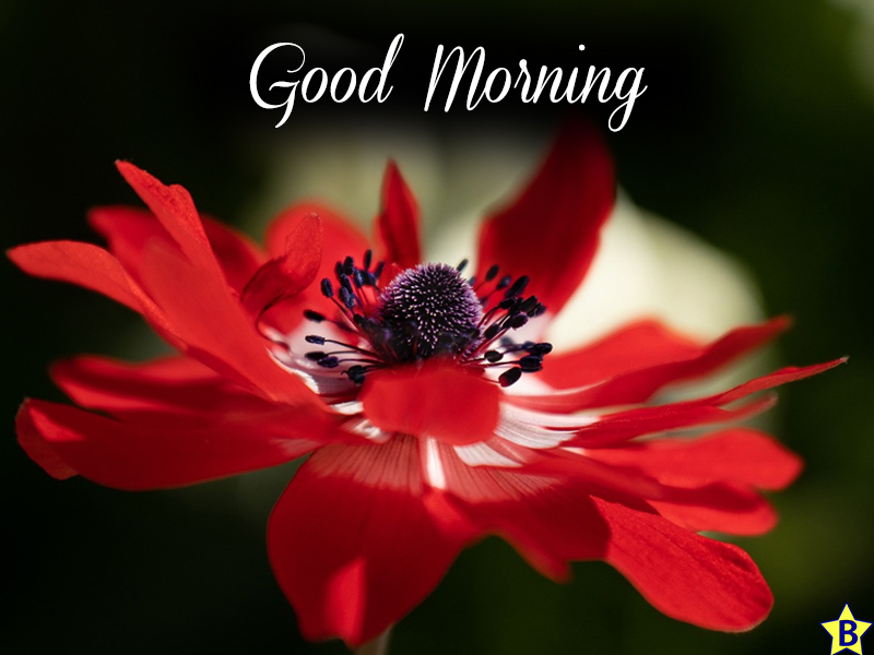 red beautiful flowers good morning images