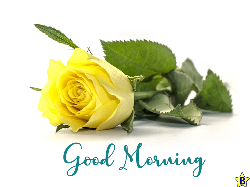 yellow rose good morning beautiful flowers images